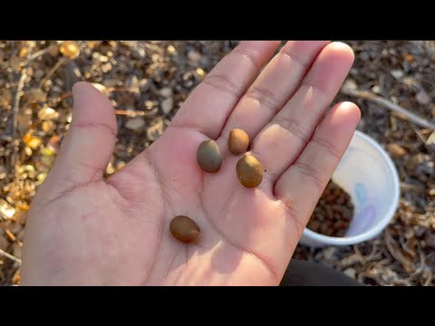 Pinon Picking Vlog From October Youtube