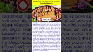 ଗଛ କାଟିଲେ ରକ୍ତ! ଜାଣନ୍ତୁ ଆଶ୍ଚର୍ଯ୍ୟଜନକ ବୃକ୍ଷ ‘ଟେରୋକାର୍ପସ ଆଙ୍ଗୋଲେନ୍‌ସିସ୍‌’ର କାହାଣୀ#news #viral#trending