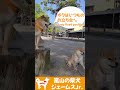 ショート　柴犬あきちゃんと嵐山をおさんぽ！嵐山の柴犬ジェームス！～shiba inu james by kyoto～