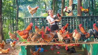 Harvesting 100 Chickens And Use Truck To Transport Chickens Go To Market Sell | Đào Free Bushcraft