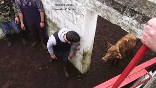 Powerful Calves On Vaccination Day - Dia De Vacinação Ganadaria FP