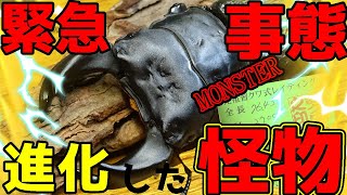 【怪物級の個体が大量！】国産オオクワガタの超進化！これが...究極の極太だ