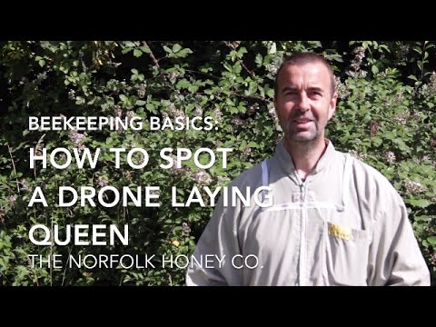 How To Tell Drones From Worker Bees