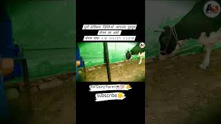 मुक्त संचार गोठा कसा असावा सविस्तर व्हिडीओ आपल्या चॅनल वर 🐄🔥✌️ #amdairyfarm #shorts #viralvideo