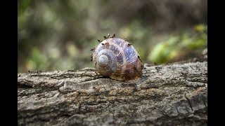 Army Ants Attack Snails