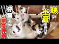 【保護猫】土管で暮らしていた仔猫達を緊急保護しました