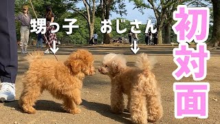 奇跡的！！ドッグランデビューの甥っ子と偶然の遭遇【トイプードル】