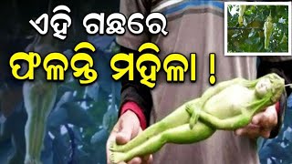 ଏମିତି ଏକ ଗଛ, ଯେଉଁଥିରେ ଫଳନ୍ତି ଝିଅ ! | Such A Tree, in Which The Girl Grows | Odia Beautiful Story