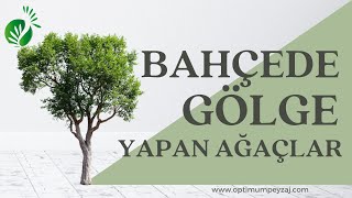 BAHÇEDE GÖLGE YAPAN AĞAÇLAR NELERDİR? BAHÇENİZDE HANGİ AĞAÇLARI GÖLGE YAPMASI İÇİN KULLANABİLİRSİNİZ