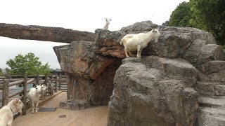 ヤギ (到津の森公園) 2019年4月25日