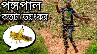 পঙ্গপাল কি? পঙ্গপাল কতটা ভয়ংকর! যা দেখে চমকে উঠবেন অাপনিও। Locust swarm attack | planet Earth