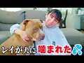 レイが犬に噛まれちゃった。散歩中に怪我？！【アメリカンピットブル】