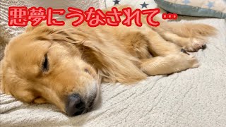 真夜中に突然何かから逃げ出した大型犬クッキー【ゴールデンレトリバーとミニチュアダックスフンド】