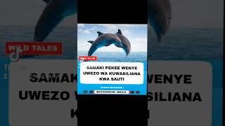 🐳SAMAKI WENYE UWEZO WA KUWASILIANA KWA SAUTI. || WANAWEZA KUJITAMBUA KWENYE KIOO. || HUTOA MSAADA