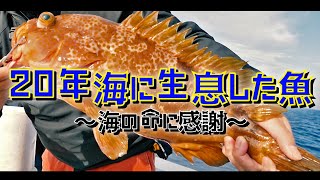 【オフショア】長崎で釣れる高級魚！最大サイズのキジハタ！海の恵みに感謝！