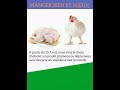 21ème jour d'élevage de Poulet de chair chez Poulailler Des Comores