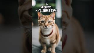 【人気の猫】シンガプーラ猫の知っておきたい5つのポイント #shorts