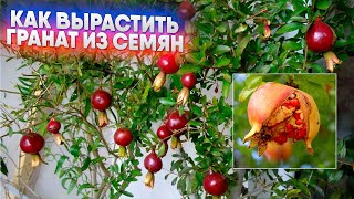 Как вырастить гранат из семян