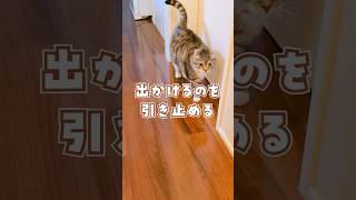 猫がお尻を向けてくるのは嫌われてる証拠？ #猫