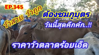 EP.345 ราคาวัวตลาดนัดชมภูบุตร จ.ร้อยเอ็ด ล่าสุด 10 ส.ค. 67