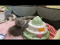 7 ท่านอนแมวบอกความหมาย by sweet cat farm