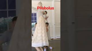 Microdose Pilobolus from Untitled