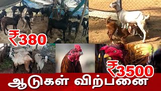 ஆடுகள் விற்பனைக்கு | கருப்பு ஆடு | வெள்ளாடு ஆடு | செம்மறி கிடாய் | கொடி ஆடு | கிடா குட்டிகள் | Sales