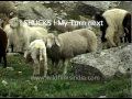 sheep being sheared in the himalaya funny