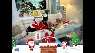 Fur babies ready for Xmas 2024