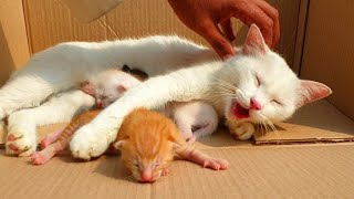 I saved the life of the abandoned Mother Cat and her newborn kittens