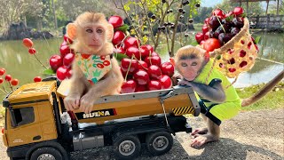 Bim Bim and Obi goes to harvest cherry on the farm