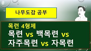 목련 vs 백목련 vs 자주목련 vs  자목련 : 목련 4형제들의 특징