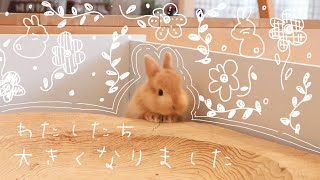 【うさぎの赤ちゃん】生まれてから、生後1カ月までのダイジェスト♪