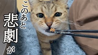 猫に納豆を嗅がせてみたら…まさかの事態になりましたｗｗ