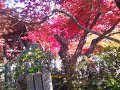 京都❤️奥嵯峨野🏞️化野念仏寺🛕【紅葉🍁の時の写真】