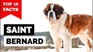 Saint Bernard - Top 10 Facts