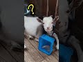 謎の動き？wちょっと奇妙な動きのミルク🐐（生後半年） やぎ 子山羊 トカラヤギ