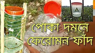 পোকা দমনে ফেরোমন ফাঁদ ও তার ব্যবহার পদ্ধতি