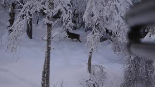 Koller sniker forbi i snø