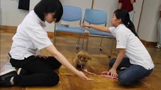 0629栃木県動物愛護指導センター研修①動物専門学校 トリマー 動物看護師 アクアリウム 動物のお仕事