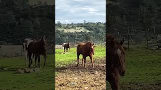 Hanging Out with the Horses at Ella’s Rescue Ranch