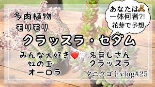 【多肉植物】タニクゴトvlog#25 クラッスラ・セダム植え替えしていくよ✨モリモリだぁ〜！！