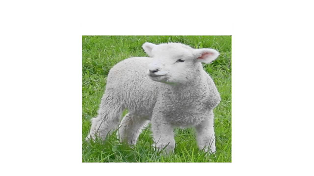 Graceful Wild Animal Best Blog Talking Flashcards Wild Animals