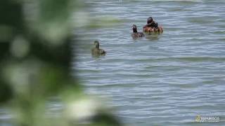 Zampullín Común Little Grebe Tachybaptus ruficollis. Madrid.