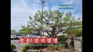 반송! 전지방법(2023.6.25)               우림조경(010-4525-0077)