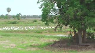 Birding ดูนก ดูนกทุ่งนา นกกระยางขาว ฝูงนกกระยางขาว ทุ่งนาบ้านดอนไม้งาม อำเภอราษีไศล จังหวัดศรีสะเกษ