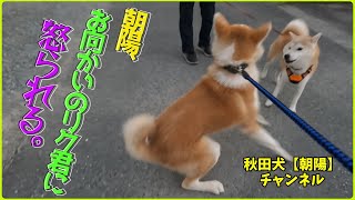 秋田犬【朝陽】チャンネル  朝陽、お向かいの柴犬のリク君にちょっかいを出しすぎて怒られる。