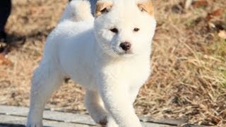 ID:1803　柴犬　白柴　メス　子犬　生後51日目　shiba　inu