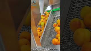 VERFOODSOLUTIONS Nectarine Air Bubble Water Spraying Washing Air Drying Machine Test