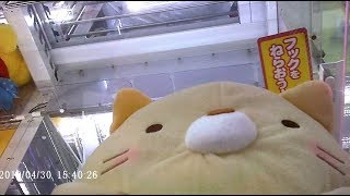 【UFOキャッチャー】すみっコぐらし ほんのりほっぺぬいぐるみXL ﾌﾟﾚﾐｱﾑ ねこ